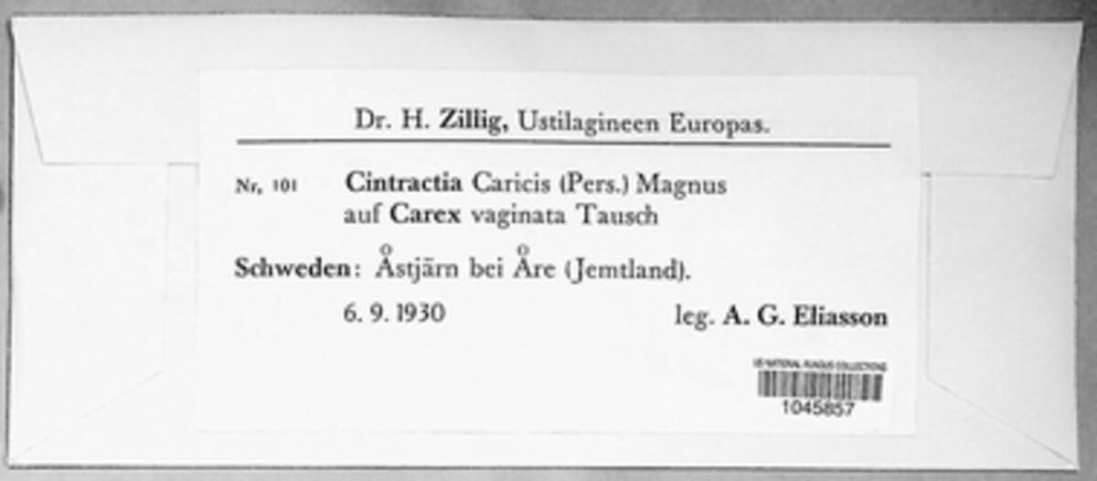 Anthracoidea caricis image